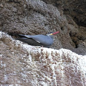 Bronx Zoo- Sea Bird Aviary- Inca Tern on Rock Ledge