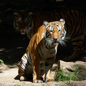 Malayan Tiger