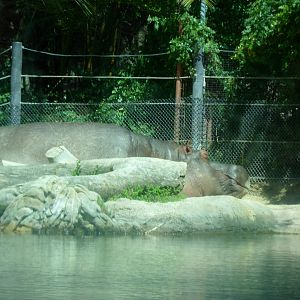 River Hippo