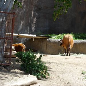 Forest Buffalo and Red River Hog