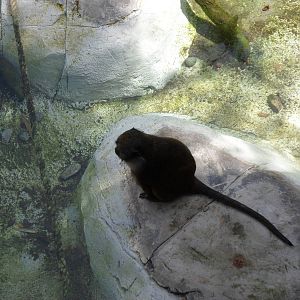 Allen's Swamp Monkey