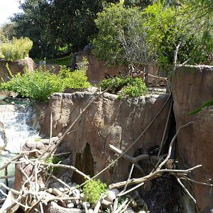 Lesser Spot-nosed Monkey Exhibit