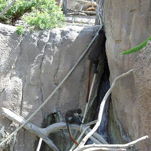 Lesser Spot-nosed Monkey