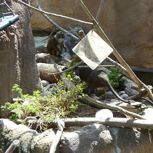 Lesser Spot-nosed Monkey