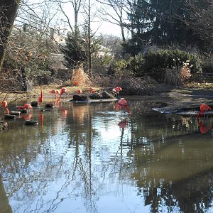 Bronx Zoo- American Flamingo Exhibit Outside of Sea Bird Aviary