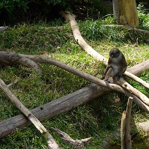 Allen's Swamp Monkey