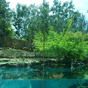 Ituri Forest Underwater Viewing