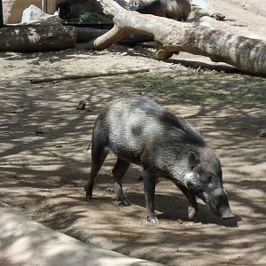 Visayan Warty Pig