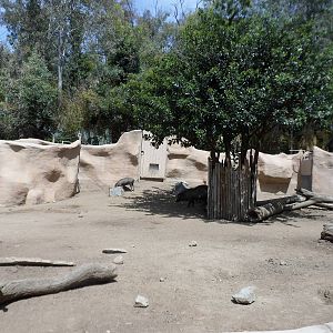 Lowland Anoa/Babirusa Exhibit