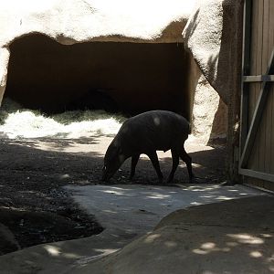 Babirusa