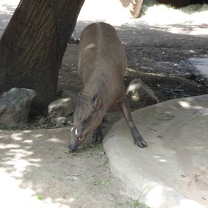 Babirusa