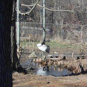 Bronx Zoo- Black-necked Crane in Lesser Adjutant Exhibit (Strangely)
