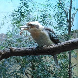 Bronx Zoo- Aquatic Bird House- Laughing Kookaburra Feeding on Mouse