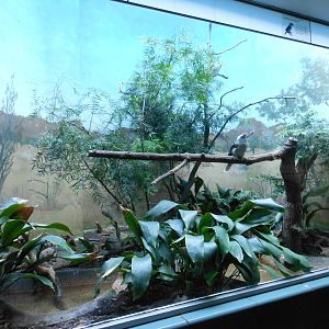 Bronx Zoo- Aquatic Bird House- Laughing Kookaburra Exhibit