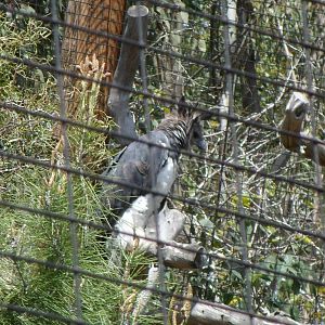 Harpy Eagle