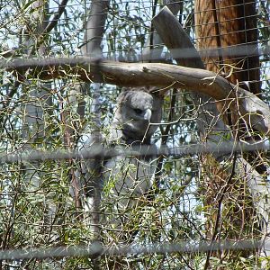 Harpy Eagle