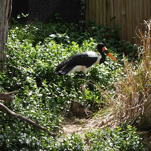 Saddle-billed Stork