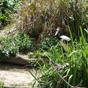 Saddle-billed Stork
