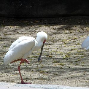 African Spoonbill