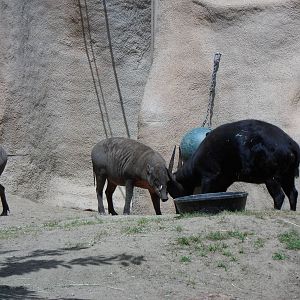 Lowland Anoa/Babirusa