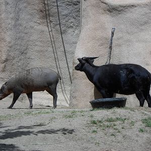 Lowland Anoa/Babirusa
