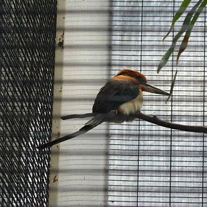 Micronesian Kingfisher