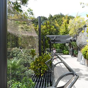 Gorilla Tropics Trail