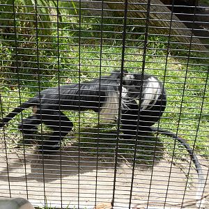 Angolan Colobus Monkey