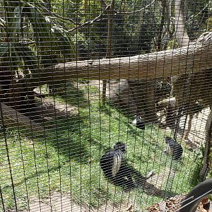 Angolan Colobus Monkey