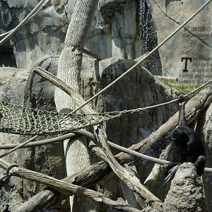Bonobo Exhibit