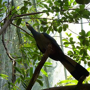 Great Blue Turaco