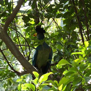 Great Blue Turaco