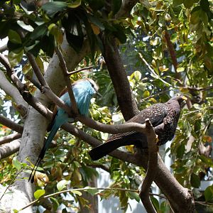 Racket-tailed Roller and Olive Pigeon