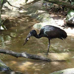African Openbill Stork