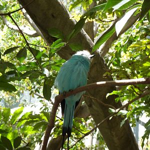 Racket-tailed Roller