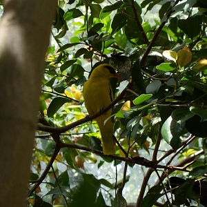 African Golden Oriole