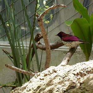 Amethyst Starling