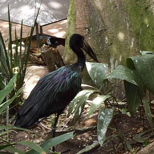 African Openbill Stork