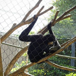 Male Gibbon