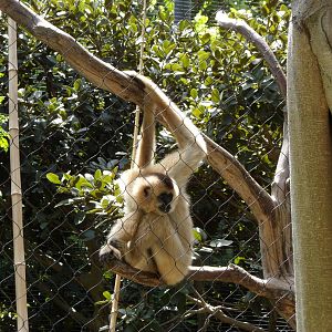 Female Gibbon