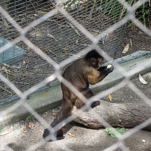 Capuchin Monkey