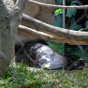 Pygmy Hippo