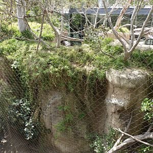 Wolf's Guenon Exhibit