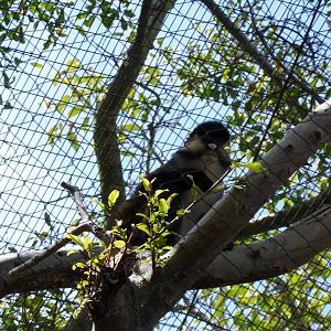 Spot-nosed Guenon