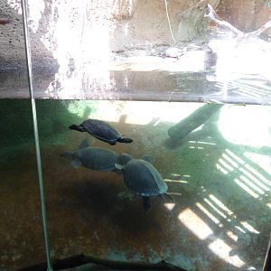 Tiger River Reptile Underwater Viewing