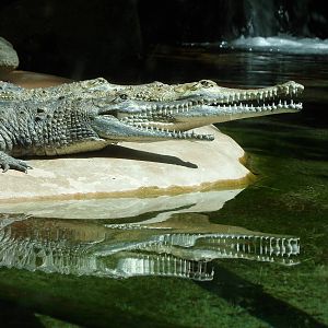 Johnston's Crocodile
