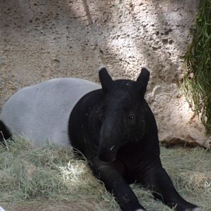Malayan Tapir