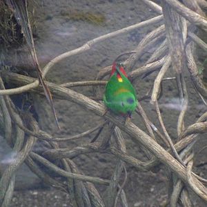 Blue-crowned Hanging Parrot