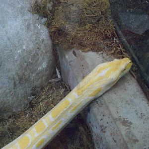 Burmese Python