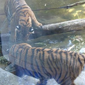 Malayan Tiger Playing in the Water